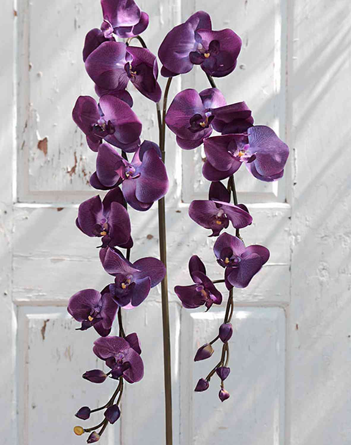 Orchidée Phalaenopsis Violette - Plante - Plus de Fleurs