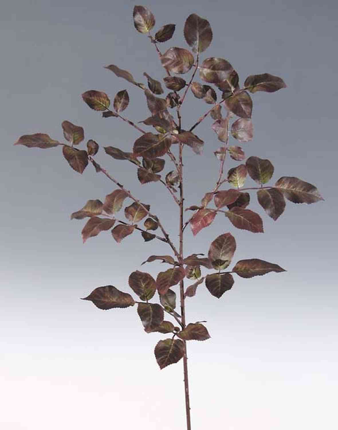 Acheter des Branche artificielle de feuilles de rosier URTE, rouge-brun,  85cm