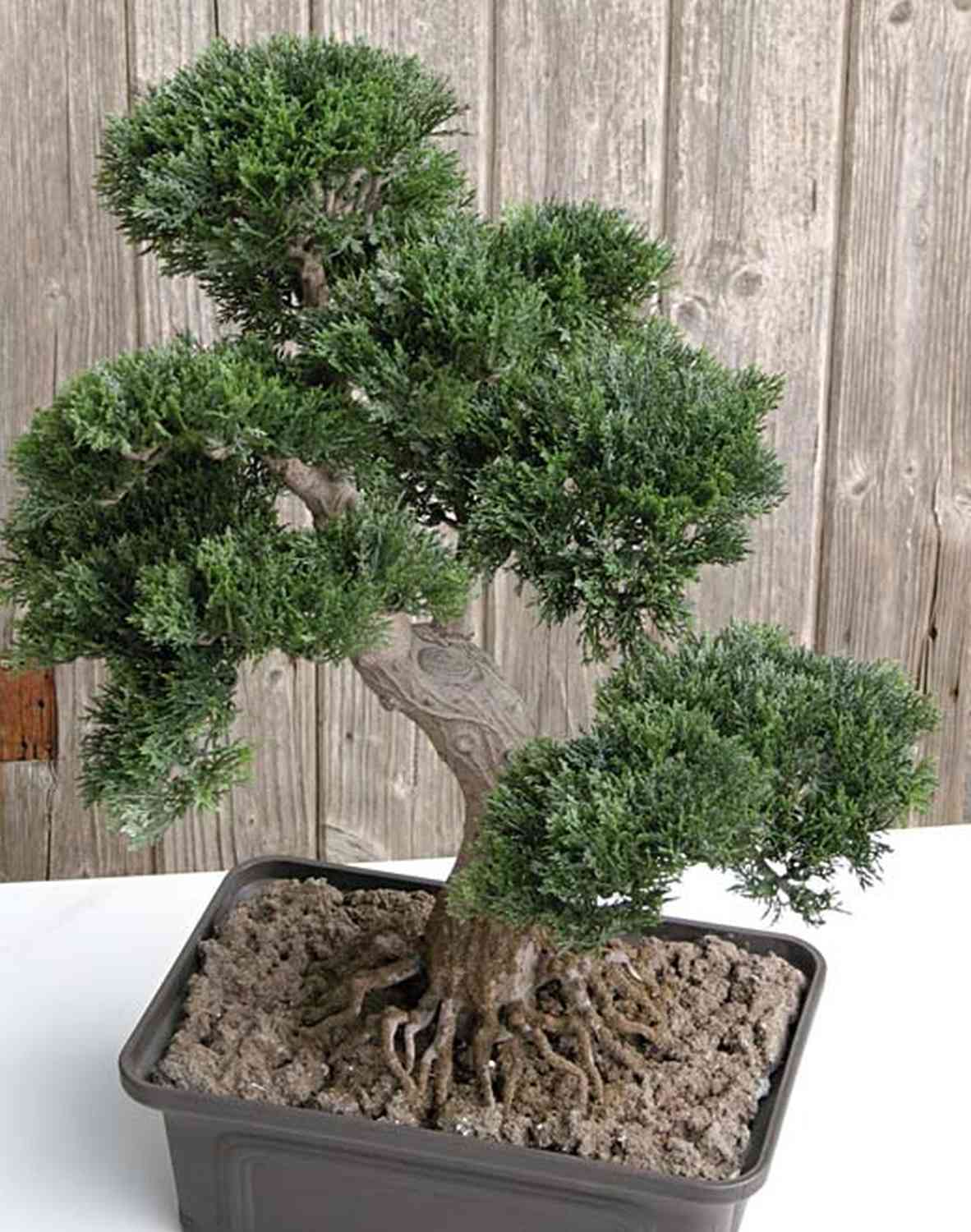 Artificielle Bonsai Arbre de bonsaïs, arbre de faux plantes cèdre