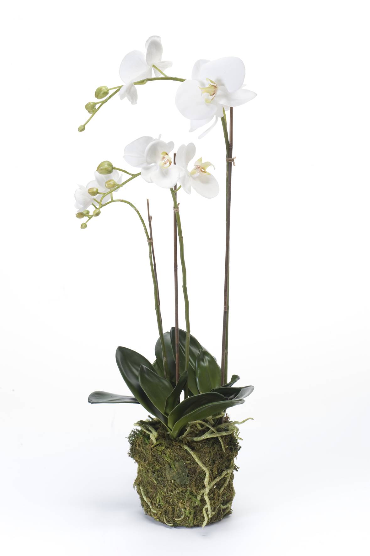 Mousse à eau sèche pour orchidée Phalaenopsis, Substrats d'enge d