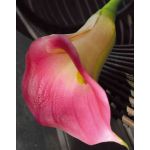 Zantedeschia artificiel TALEA, fuchsia, 65cm, 9x11cm