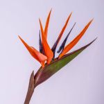 Strelitzia artificiel ALLISSA, orange-violet, 90cm, 17x24cm