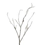 Branche décorative en saule tire-bouchon LIFEN, brun, 95cm