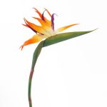 Strelitzia en plastique ZAMIRA, orange-violet, 95cm, 16x30cm