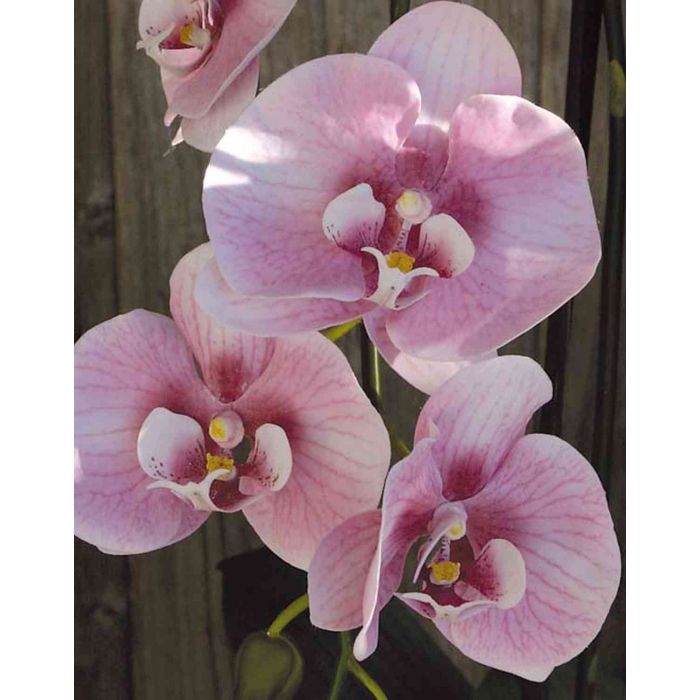 Orchidées artificielles H33cm vieux rose bouquet 3 tiges - Fleurs  artificielles haut de gamme - Creavea