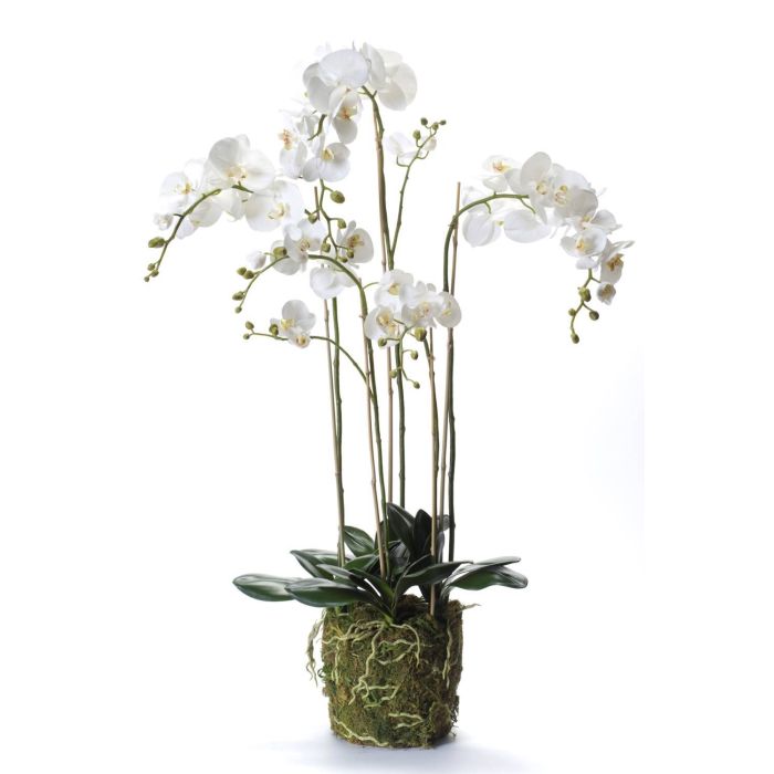 Mousse à eau sèche pour orchidée Phalaenopsis, Substrats d'enge d