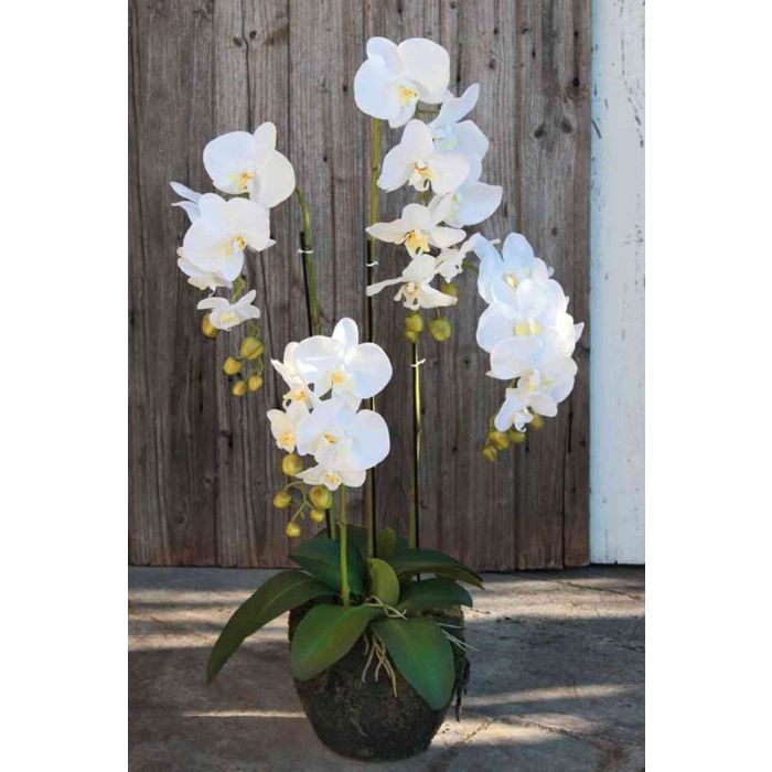Phalaenopsis artificielle blanche de 105 cm, Orchidées artificielles