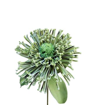 Leucospermum Protea en mousse synthétique ISLARTINA, vert-bleu, 75cm