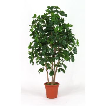 Schefflera artificiel NANETTE, troncs en bois véritable, vert, 175cm - Made in Italy