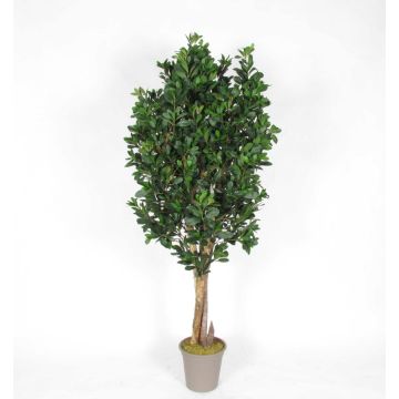 Pittosporum décoratif MINIKALINA, troncs en bois véritable, vert, crossdoor, 225cm - Made in Italy