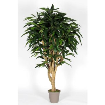 Longifolia décoratif RAFIKO, troncs naturels, vert, 250cm - Made in Italy