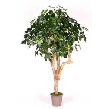 Schefflera décoratif SOLIDA, tronc en bois véritable, vert, 175cm - Made in Italy