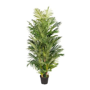 Palmier décoratif Areca HAZMI, 220cm