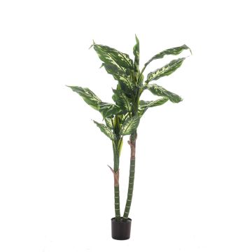 Dieffenbachia artificiel LATRIXA, vert-blanc, 150cm