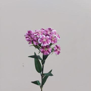 Fausse fleur Œillet de poète SUSILAWA, violet-blanc, 55cm