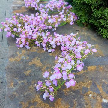 Guirlande de gypsophile artificielle LITAGO, rose-violet, 180cm