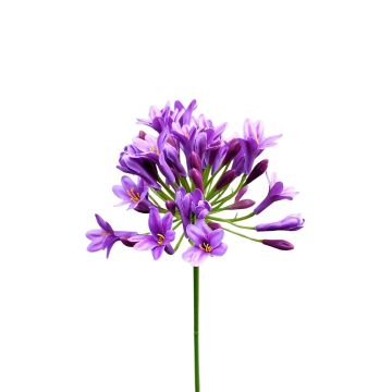 Fleur en plastique Agapanthus OMOLON, violet, 75cm