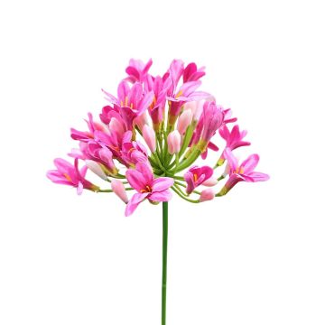 Fleur en plastique Agapanthus OMOLON, rose, 75cm