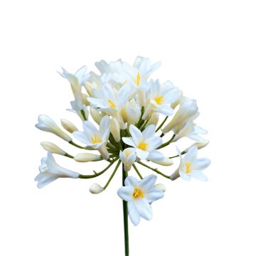 Fleur en plastique Agapanthus OMOLON, crème, 75cm