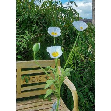 Branche fleurie artificielle Pavot OXANDRINE, crème-blanc, 60cm