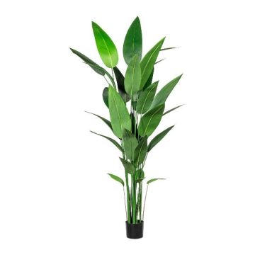 Plante artificielle Canna glauca TAFRO, vert, 210cm