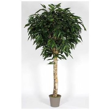 Longifolia artificiel YANIRA, tronc en bois véritable, vert, 300cm - Made in Italy