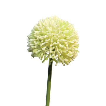 Fleur artificielle Allium BAILIN, crème-vert, 40cm