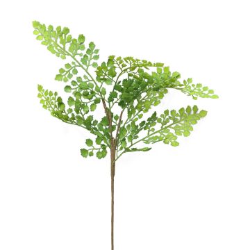 Branche décorative Fougère Adiantum raddianum CHENG, vert, 50cm