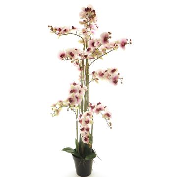 Fleur artificielle orchidée Phalaenopsis CHENXU, rose-crème, 140cm