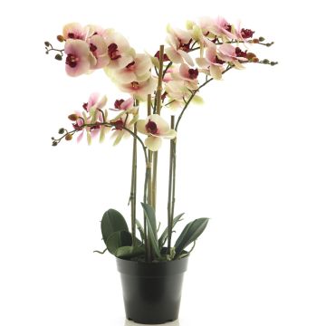 Fleur artificielle orchidée Phalaenopsis CHENXU, rose-crème, 60cm