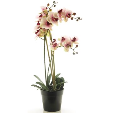 Fleur artificielle orchidée Phalaenopsis CHENXU, rose-crème, 55cm