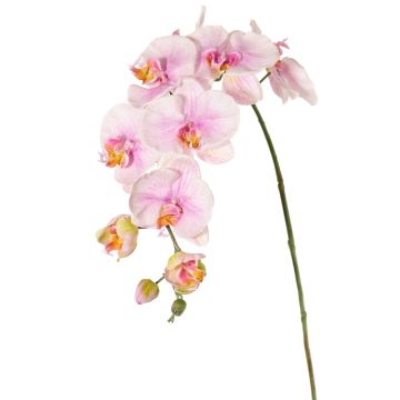 Branche décorative Orchidée Phalaenopsis WESA, rose-blanc, 100cm