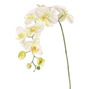 Branche décorative Orchidée Phalaenopsis WESA, blanc-vert, 100cm