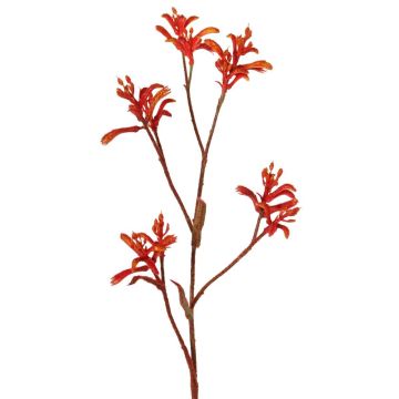 Fleur décorative Anigozanthos LEOBER, rouge-orange, 75cm