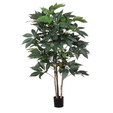 Plante décorative Schefflera BOGDANA, tronc naturel, vert, 160cm