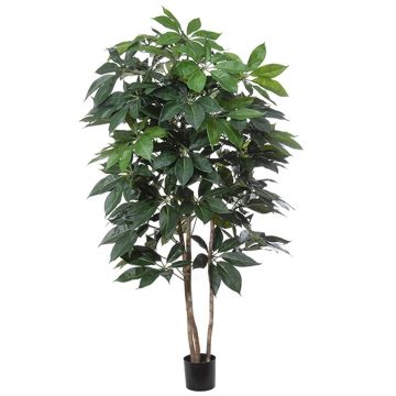 Plante décorative Schefflera BOGDANA, tronc naturel, vert, 190cm