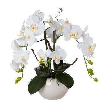 Arrangement d'orchidée et de saule tire-bouchon décoratif LULUDI, pot en céramique blanc, racines, blanc, 55cm