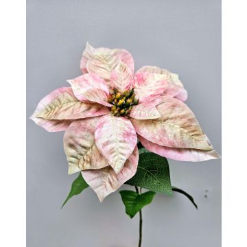 Poinsettia en velours LIBASSE, crème-rose, 65cm