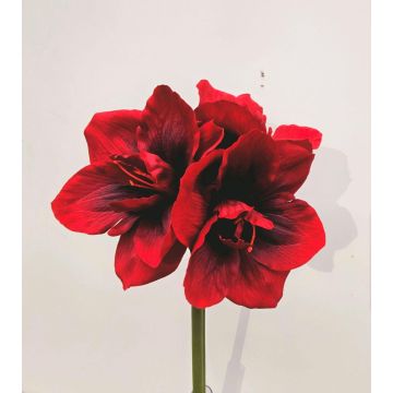 Fleur décorative Amaryllis MARKUNO, rouge bourgogne, 60cm