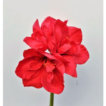 Fleur décorative Amaryllis MARKUNO, rouge, 60cm