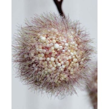 Branche de gomphocarpus physocarpus artificielle ELAENA, fruits, beige-violet, 100cm