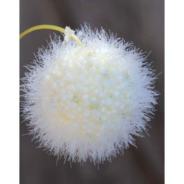 Branche de gomphocarpus physocarpus artificielle ELAENA, fruits, crème-blanc, 100cm