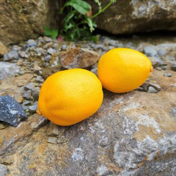 Citron artificiel AMUDARJA, jaune, 9cm