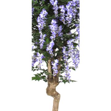 Unechter Blauregen ERLINA, Echtstamm, mit Blüten, lila, 175cm - Made in Italy