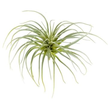 Plante succulente artificielle Tillandsia stricta CLONK, piquet, vert clair, 20cm, Ø35cm