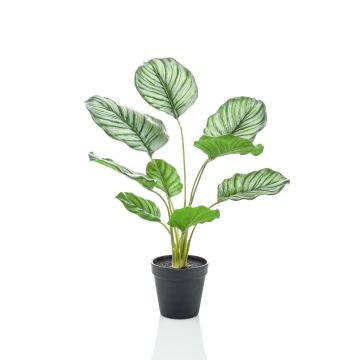 Calathea Orbifolia artificiel FILOMEA, vert-blanc, 45cm