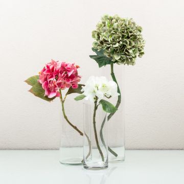 Hortensias en fleurs