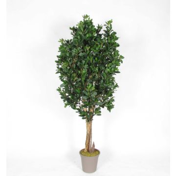 Pittosporum décoratif MINIKALINA, troncs en bois véritable, vert, crossdoor, 125cm - Made in Italy