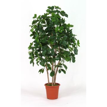 Schefflera artificiel NANETTE, troncs en bois véritable, vert, 150cm - Made in Italy