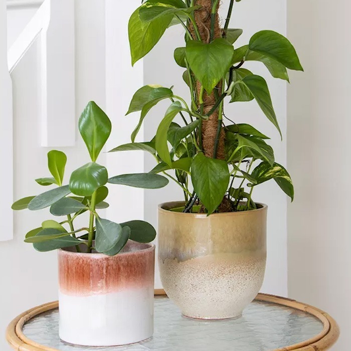 Pots de fleurs